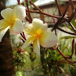 Meet your Posher, Alysse